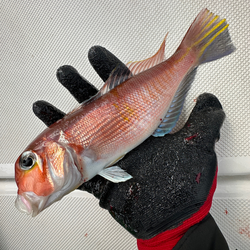 アカアマダイの釣果