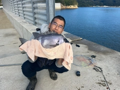 イシダイの釣果