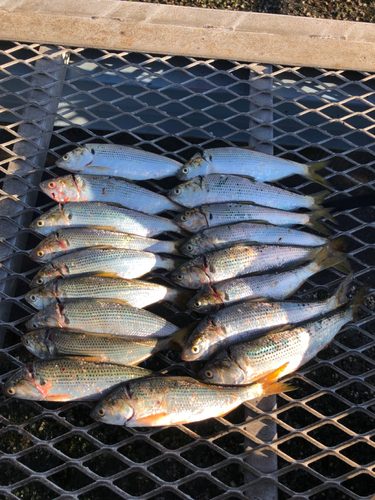 コノシロの釣果