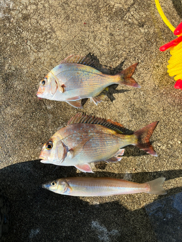 マダイの釣果