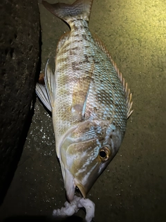 ハマフエフキの釣果