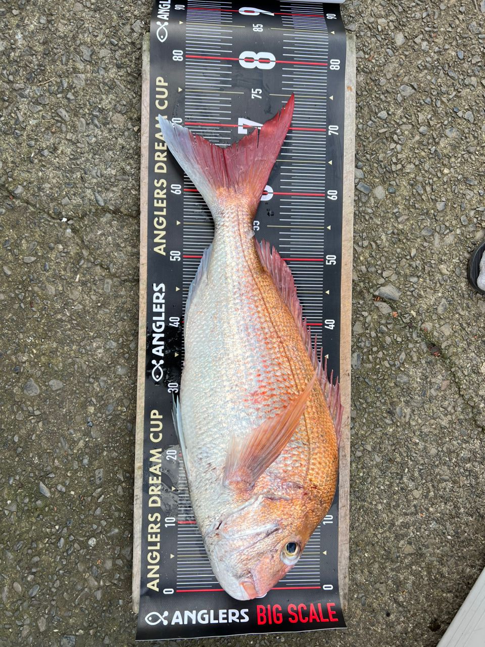 アングラー01146481さんの釣果 2枚目の画像