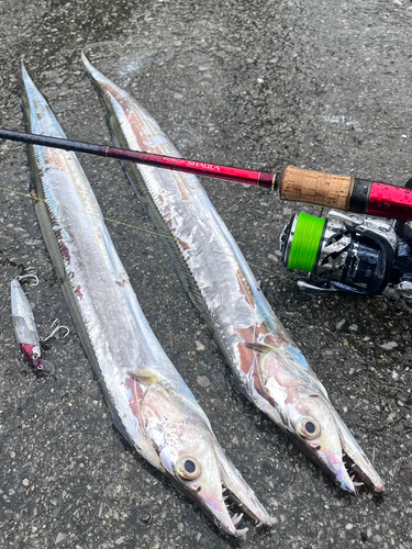 タチウオの釣果