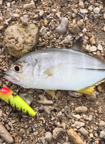 ミナミギンガメアジの釣果