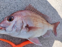 マダイの釣果