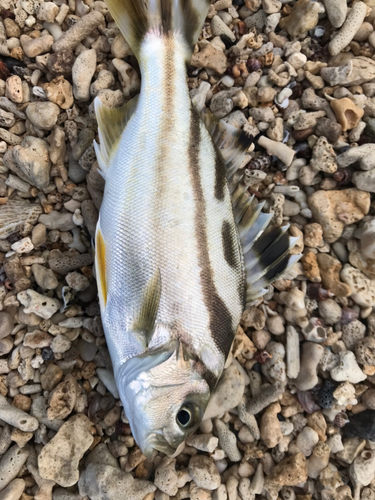 クワガナーの釣果