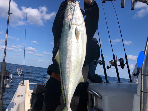 ブリの釣果