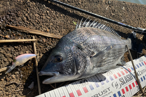 チヌの釣果