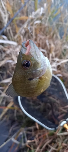 ブルーギルの釣果