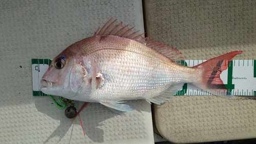 マダイの釣果