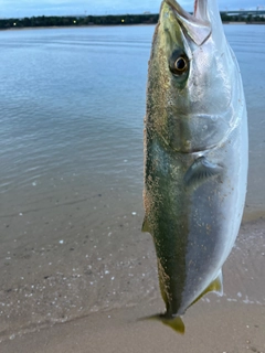 メジロの釣果