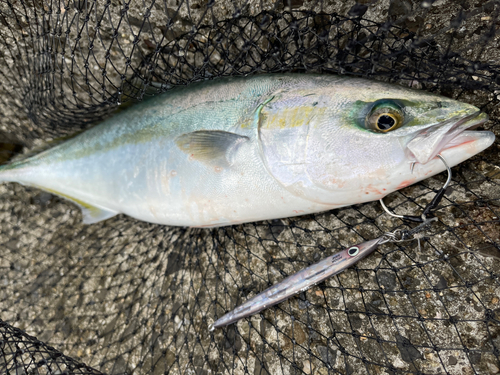 ヤズの釣果