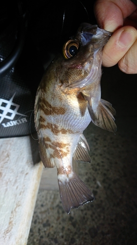 シロメバルの釣果