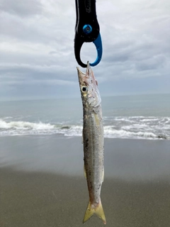 カマスの釣果