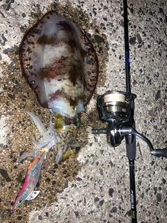 アオリイカの釣果