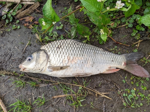 コイの釣果