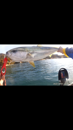 ハマチの釣果