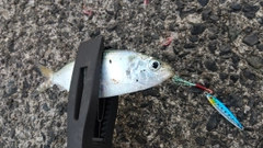 コハダの釣果
