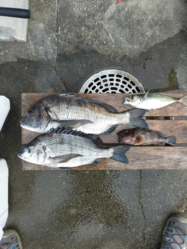 チヌの釣果