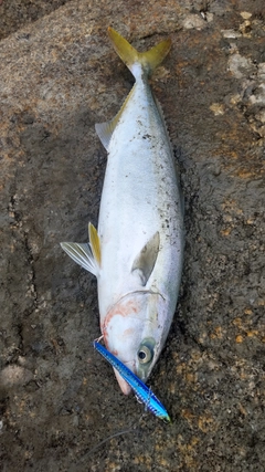 ヤズの釣果