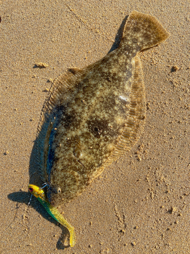 ヒラメの釣果