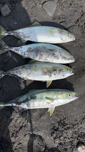 イナダの釣果