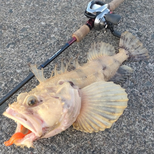 トウベツカジカの釣果