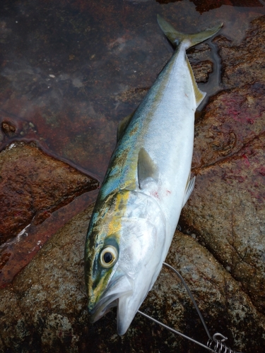 ハマチの釣果