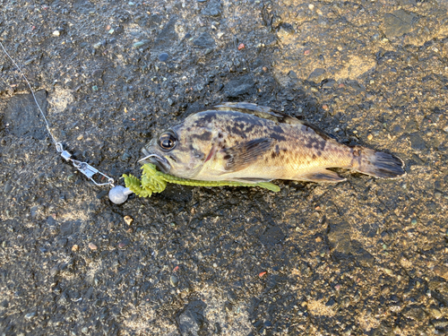 クロソイの釣果