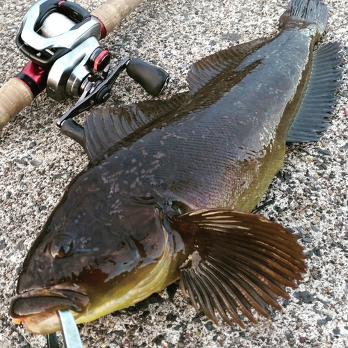 ウサギアイナメの釣果