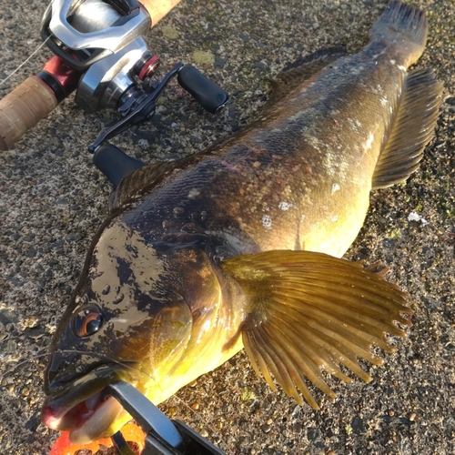 ウサギアイナメの釣果