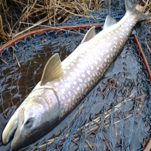 アメマスの釣果