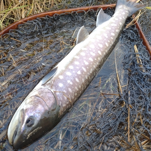 アメマスの釣果