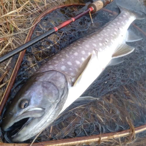 アメマスの釣果