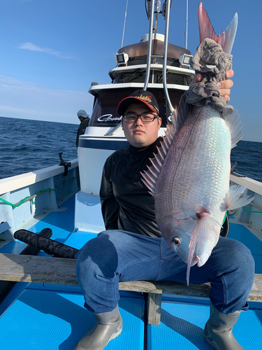 マダイの釣果