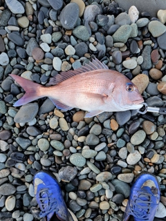 アマダイの釣果