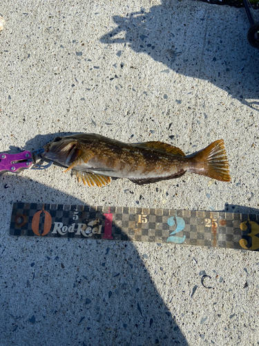 アイナメの釣果