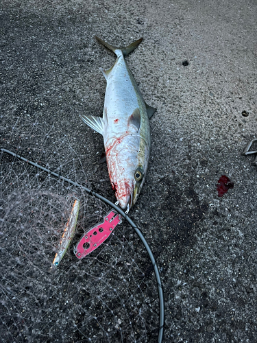 メジロの釣果