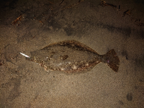 ヒラメの釣果