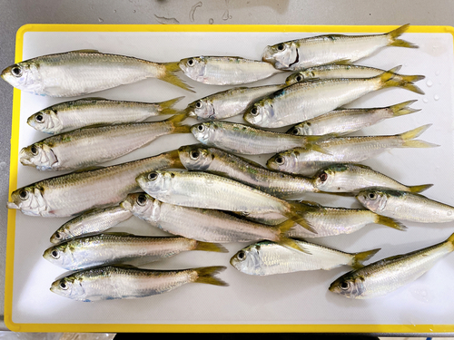 カタクチイワシの釣果