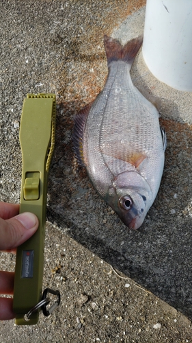 ウミタナゴの釣果