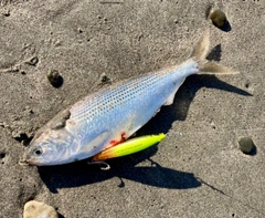 コノシロの釣果