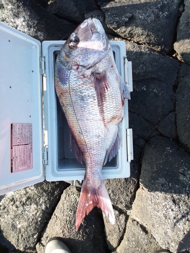 マダイの釣果