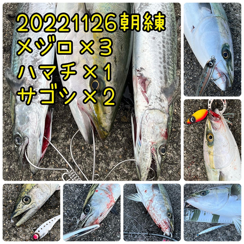 ハマチの釣果