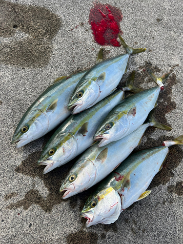 イナダの釣果