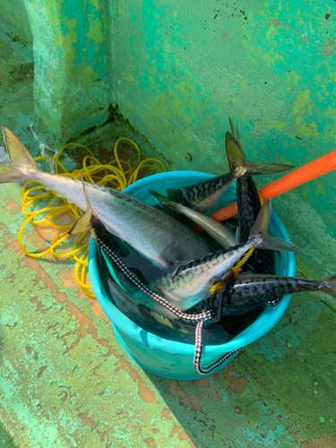 サバの釣果