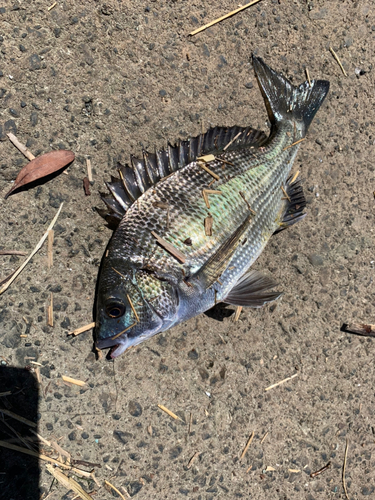 クロダイの釣果