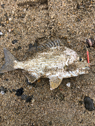 ヘダイの釣果