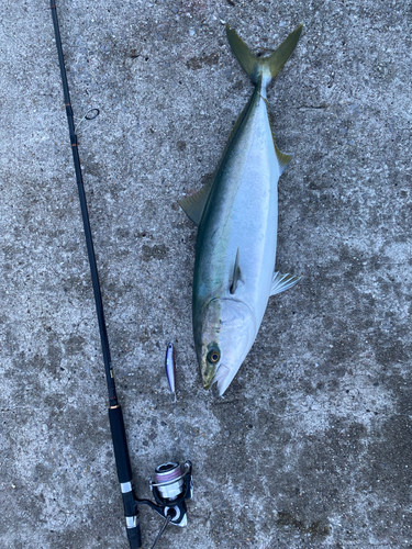 ハマチの釣果