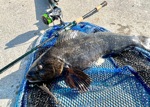 アイナメの釣果